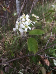 Amelanchier sanguinea