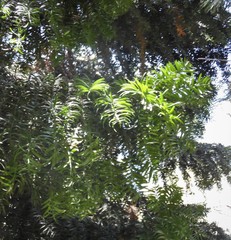 Araucaria bidwillii