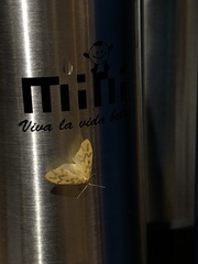Eubaphe