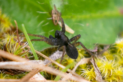 Pardosa vancouveri