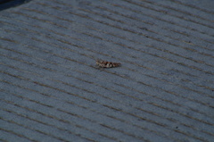 Heliastus sumichrasti