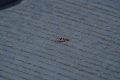 Heliastus sumichrasti