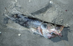 Centropomus undecimalis