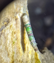 Amiocentrus aspilus
