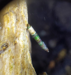 Amiocentrus aspilus