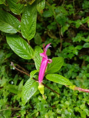 Centropogon talamancensis