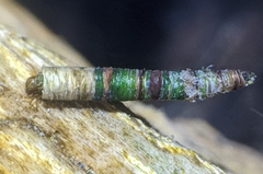 Amiocentrus aspilus