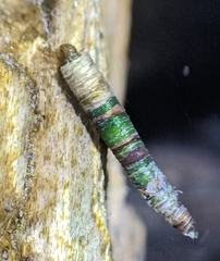 Amiocentrus aspilus