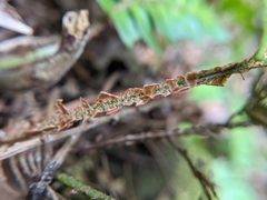 Polystichum lepidocaulon
