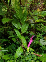 Centropogon talamancensis image
