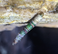 Amiocentrus aspilus