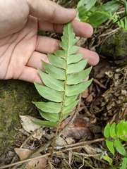 Polystichum lepidocaulon