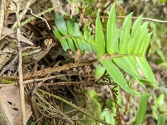 Polystichum lepidocaulon