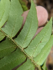 Polystichum lepidocaulon