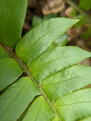 Polystichum lepidocaulon