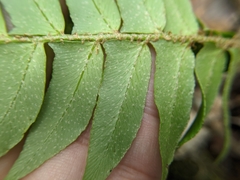 Polystichum lepidocaulon