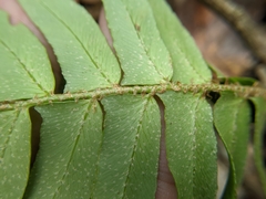 Polystichum lepidocaulon