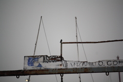 Tachycineta albilinea