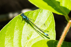 Zoniagrion exclamationis