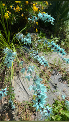 Ixia viridiflora
