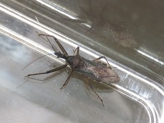 Tapirocoris annulatus