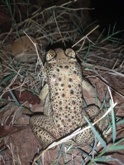 Duttaphrynus melanostictus
