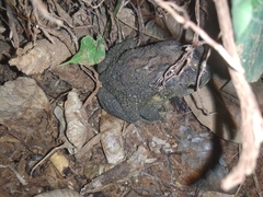 Duttaphrynus melanostictus
