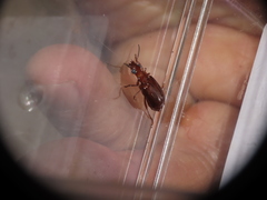 Endynomena pradieri