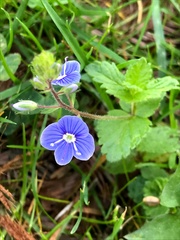 Veronica chamaedrys