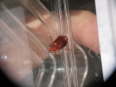 Endynomena pradieri