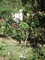 Jasminum