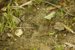 Colletes inaequalis