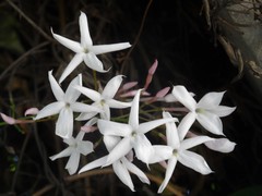 Jasminum