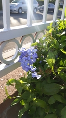 Plumbago auriculata