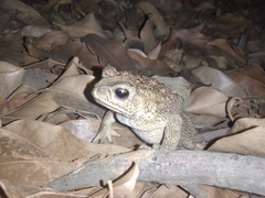Duttaphrynus melanostictus
