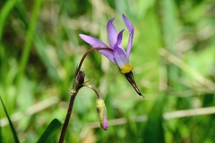 Primula tetrandra