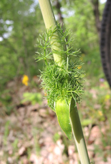 Ferulago sylvatica
