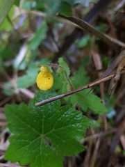 Calceolaria mexicana