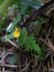 Calceolaria mexicana