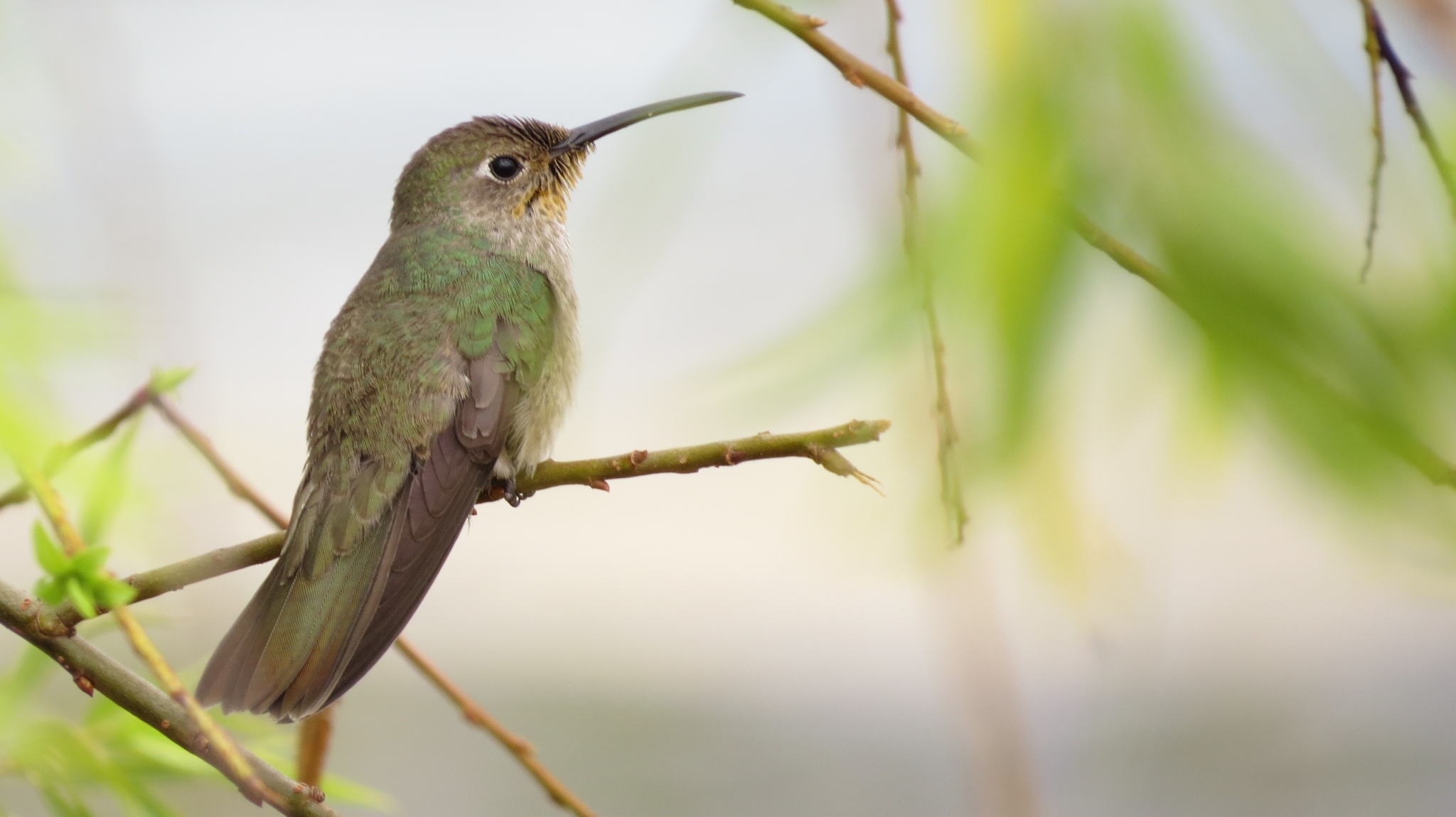 Spot-throated Hummingbird (Thaumasius taczanowskii), photo 9