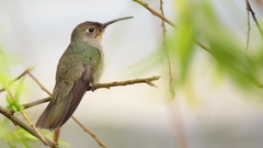 Thaumasius taczanowskii