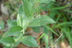 Ditaxis aphoroides