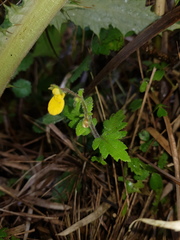 Calceolaria mexicana