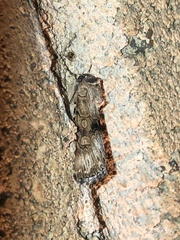 Sympistis occata