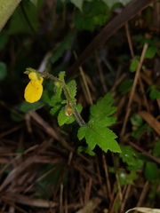 Calceolaria mexicana