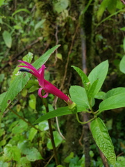 Centropogon talamancensis