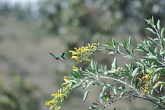 Colibri