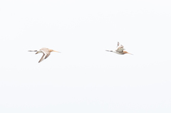 Limosa limosa