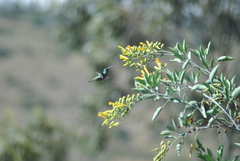Colibri