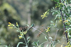 Colibri